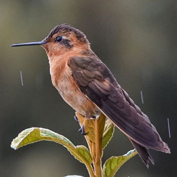 Aglaeactis-cupripennis.jpg
