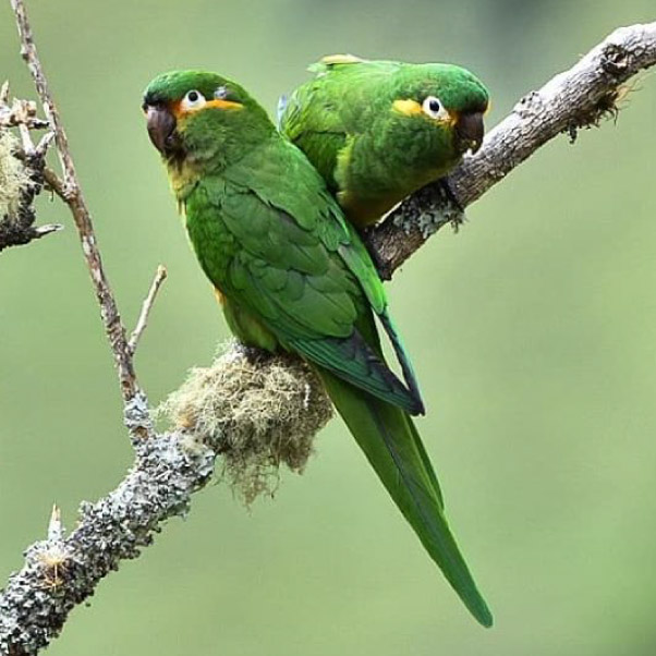 Loros.jpg